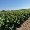 Finca segregada  de 5.500 m2 con viñedo en producción zona Venta Tocino 